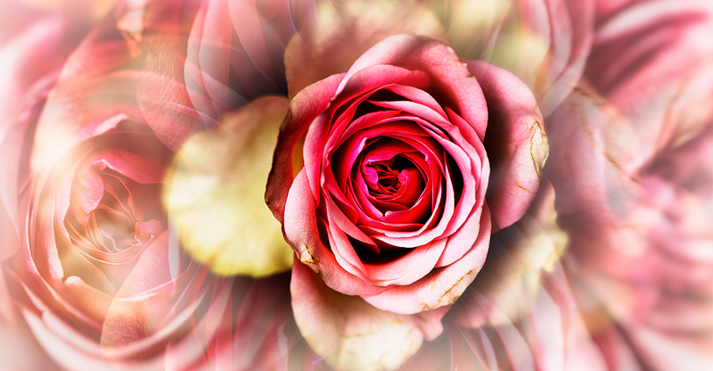 Thommy Mardo - Flowers I