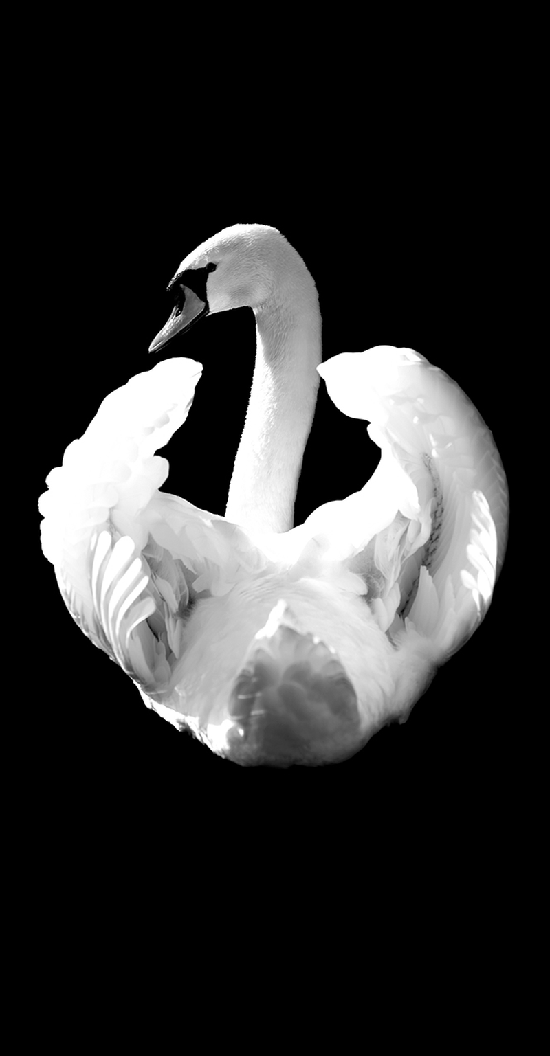 Thommy Mardo - Swan